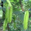 Đậu rồng (đậu khế) tươi, an toàn VietGAP